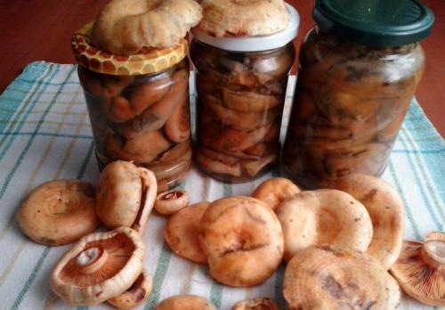 Как заготовить грибы на зиму. Грибы на зиму. Вкусные рецепты грибных заготовок в банках
