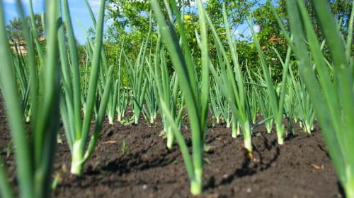 Почему нельзя сажать лук после овса. После чего сажать лук? Что сажать после лука?