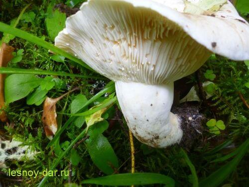 Гриб скрипун. Гриб скрипица – характерные особенности