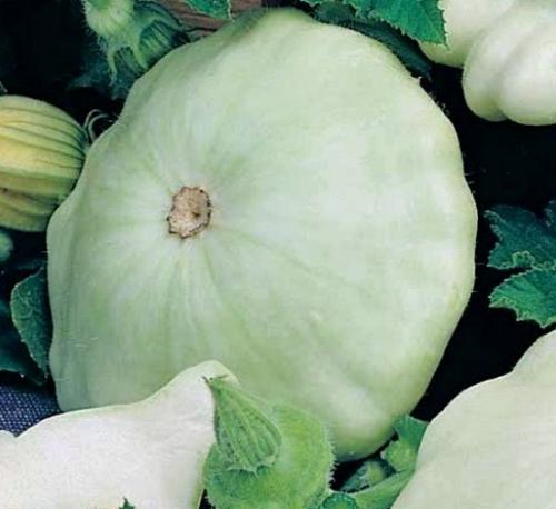 Патиссон копейка. Патиссон и всё, что с ним связано