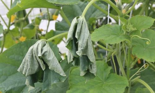 Как освежить вялые огурцы. Почему вянут листья на огурцах: основные причины