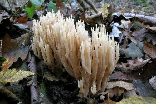 Ложные оленьи рожки грибы. Съедобные или нет грибы рогатики (оленьи ножки)? 08