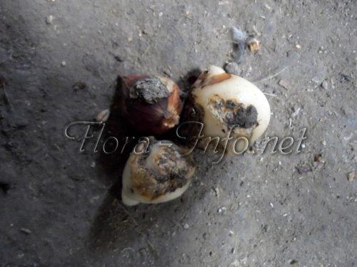 Можно ли весной сажать тюльпаны и нарциссы. Правила для луковичных. Как и когда высаживать тюльпаны и нарциссы 09