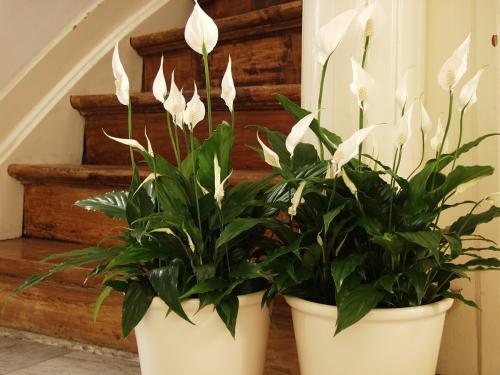 Цветок семейное счастье название. Приметы и суеверия о комнатном цветке спатифиллуме, который еще называют «женское счастье»