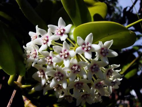 Комнатный цветок дерево счастья. 10 комнатных растений, притягивающих любовь и благополучие в семье 18