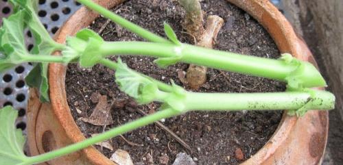 Как укоренить тюльпановидную пеларгонию. Тюльпановидная пеларгония. Особенности размножения