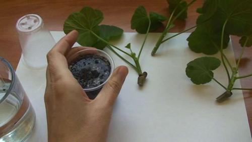 Размножение пеларгонии черенками осенью. Общие правила размножения герани черенками