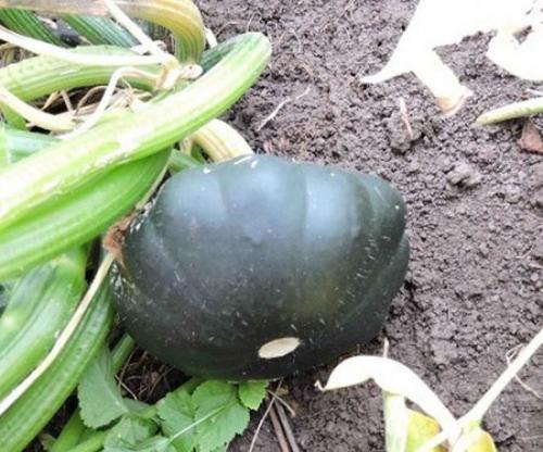 Патиссон копейка. Патиссон и всё, что с ним связано