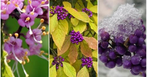 Необычные цветы для сада. Самые необычные цветы для сада