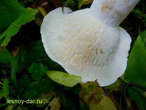 Гриб скрипун. Гриб скрипица – характерные особенности