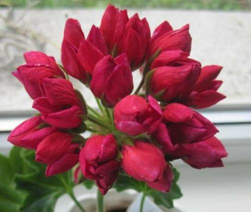 Как укоренить тюльпановидную пеларгонию. Тюльпановидная пеларгония. Особенности размножения