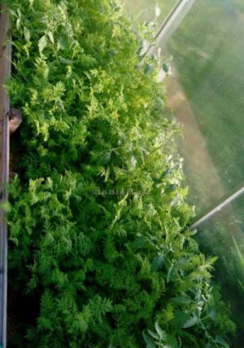 Можно ли фацелию сажать под зиму. Агротехнические особенности выращивания 09