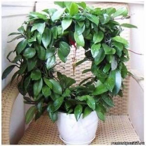 Комнатный цветок дерево счастья. 10 комнатных растений, притягивающих любовь и благополучие в семье