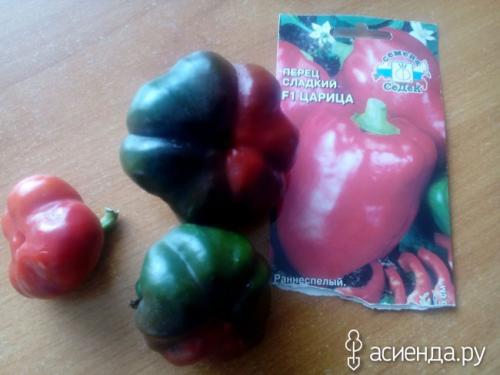 Что приготовить из недозрелого перца. Перец недозрел