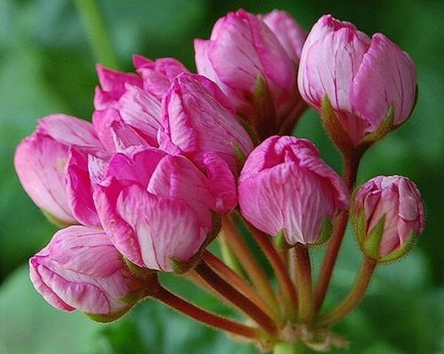 Как укоренить тюльпановидную пеларгонию. Тюльпановидная пеларгония. Особенности размножения