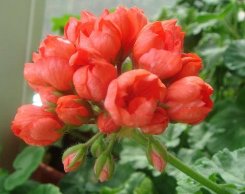 Как укоренить тюльпановидную пеларгонию. Тюльпановидная пеларгония. Особенности размножения