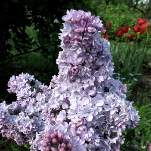 Посадка сирени осенью в ленинградской области. Когда и как производить высадку сирени 03