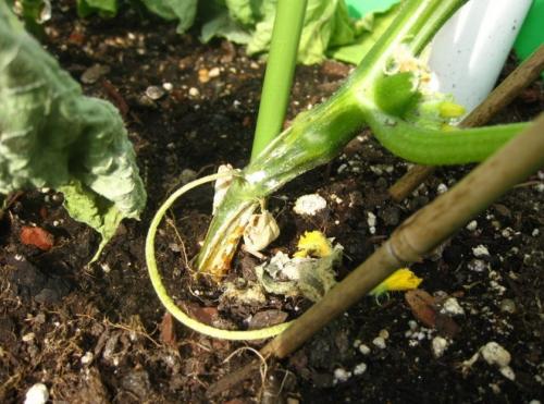 Как освежить вялые огурцы. Почему вянут листья на огурцах: основные причины