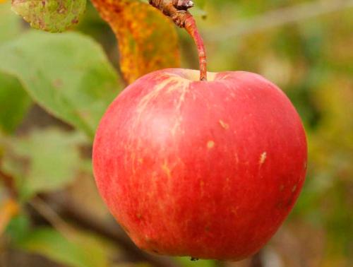 Сорта яблонь для средней полосы. Самые сладкие сорта яблок для средней полосы России