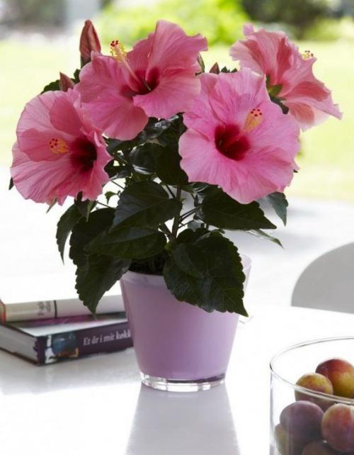 Комнатный цветок дерево счастья. 10 комнатных растений, притягивающих любовь и благополучие в семье