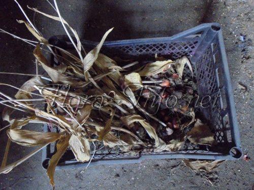 Можно ли весной сажать тюльпаны и нарциссы. Правила для луковичных. Как и когда высаживать тюльпаны и нарциссы 08