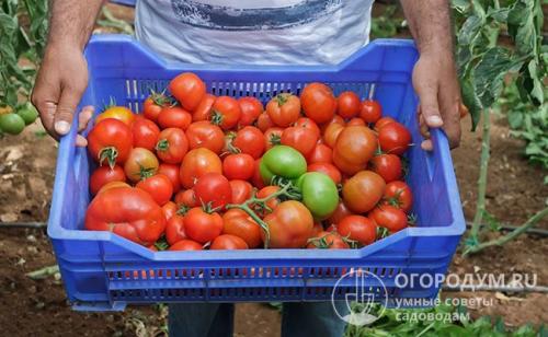 Как сохранить помидоры свежими на зиму. Способы длительного хранения помидоров