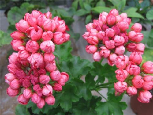 Как укоренить тюльпановидную пеларгонию. Тюльпановидная пеларгония. Особенности размножения