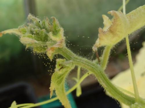 Как освежить вялые огурцы. Почему вянут листья на огурцах: основные причины