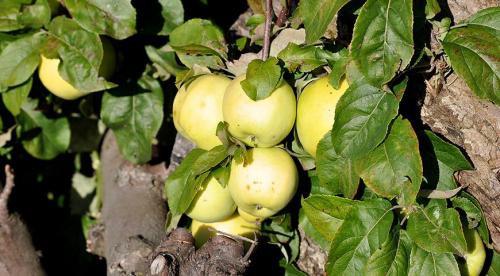 Яблони осенние сорта для средней полосы. Осенние яблони: знакомимся с сортами и особенностями ухода 21 Яблони осенние сорта для средней полосы. Осенние яблони: знакомимся с сортами и особенностями ухода 21