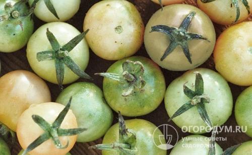 Как сохранить помидоры свежими на зиму. Способы длительного хранения помидоров