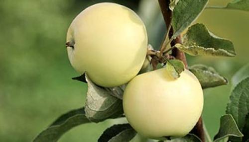 Яблони осенние сорта для средней полосы. Осенние яблони: знакомимся с сортами и особенностями ухода 03 Яблони осенние сорта для средней полосы. Осенние яблони: знакомимся с сортами и особенностями ухода 03