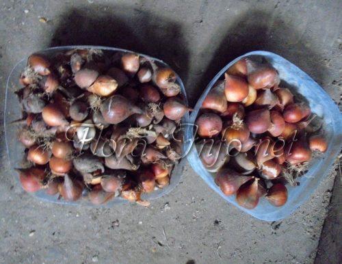 Можно ли весной сажать тюльпаны и нарциссы. Правила для луковичных. Как и когда высаживать тюльпаны и нарциссы 10