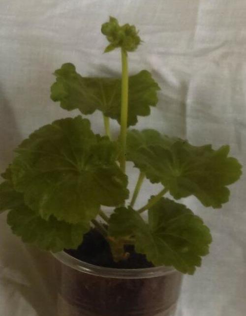 Как укоренить тюльпановидную пеларгонию. Тюльпановидная пеларгония. Особенности размножения