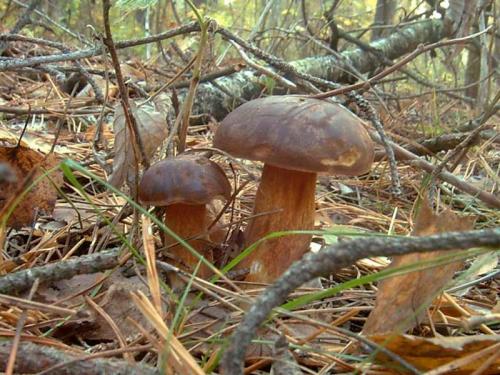 Польский гриб синеет на срезе. Польский гриб
