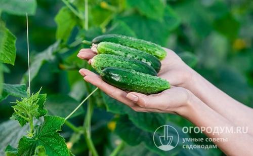 Как долго хранить огурцы свежими. Какие плоды подходят для хранения