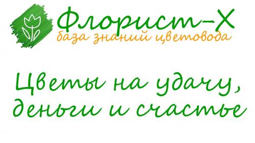 Комнатный цветок дерево счастья. 10 комнатных растений, притягивающих любовь и благополучие в семье 14