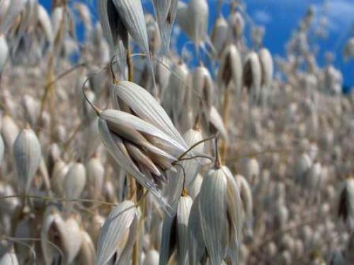 Можно ли осенью сеять овес. Что лучше: овес или рожь? 04