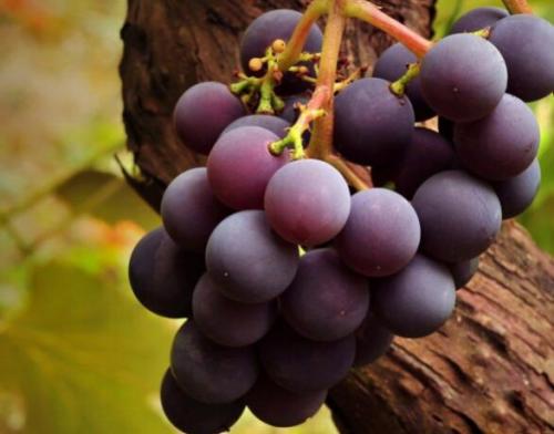 Сорта винограда рф. Проверенные временем, лучшие сорта винограда для Средней полосы России (фото)