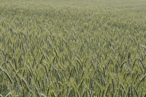 Овес, как сидерат плюсы и минусы. Овес, как сидерат: плюсы и минусы