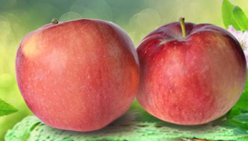 Яблони осенние сорта для средней полосы. Осенние яблони: знакомимся с сортами и особенностями ухода 07 Яблони осенние сорта для средней полосы. Осенние яблони: знакомимся с сортами и особенностями ухода 07