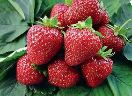 Клубника Камароза описание. Земляника садовая Камароза – продажа и посадка в Москве и Московской области 01