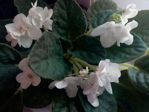 Комнатный цветок дерево счастья. 10 комнатных растений, притягивающих любовь и благополучие в семье 16