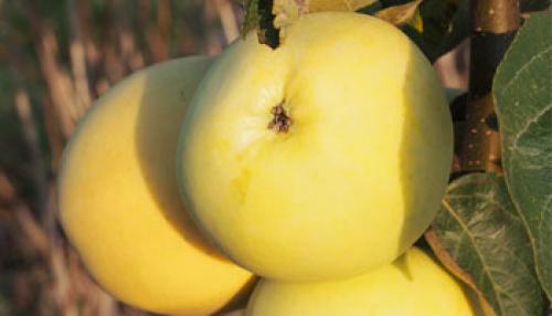 Яблони осенние сорта для средней полосы. Осенние яблони: знакомимся с сортами и особенностями ухода 04 Яблони осенние сорта для средней полосы. Осенние яблони: знакомимся с сортами и особенностями ухода 04