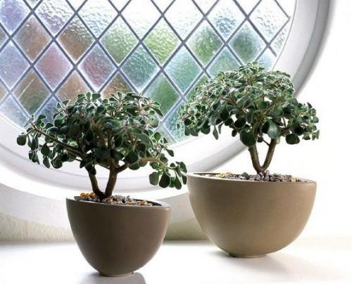 Комнатный цветок дерево счастья. 10 комнатных растений, притягивающих любовь и благополучие в семье