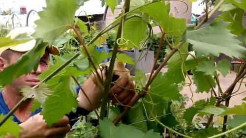 Лучшие сорта винограда в самаре. Виноград в самарской области уход осенью