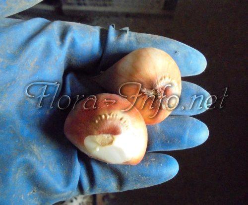 Можно ли весной сажать тюльпаны и нарциссы. Правила для луковичных. Как и когда высаживать тюльпаны и нарциссы 11