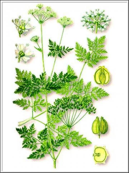 Отличие болиголова от борщевика. Про траву. Сныть, дудник, борщевик.