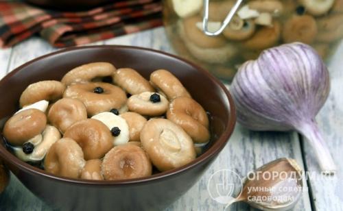 Засолка волнушек холодным способом в банках. Засолка холодным способом