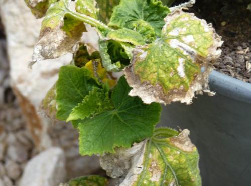 Как освежить вялые огурцы. Почему вянут листья на огурцах: основные причины