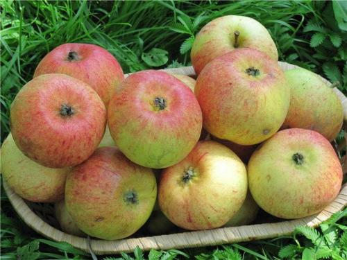 Самые вкусные сорта яблонь. Топ 5 самых сладких сортов яблонь для дач